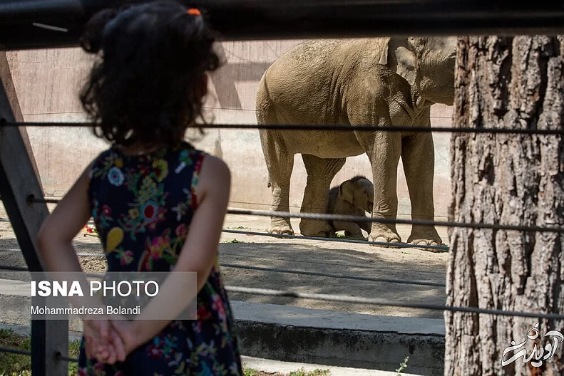 (تصاویر) رونمایی از «مایسا» در باغ وحش ارم